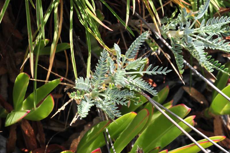 Astragalus terraccianoi / Astragalo di Terracciano
